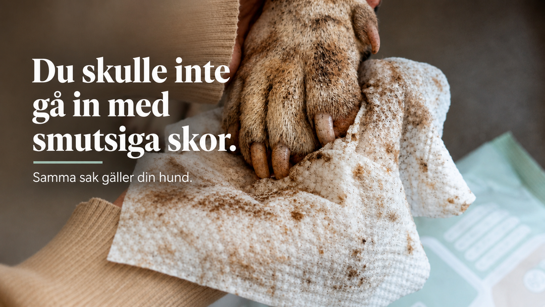 🐶 Våtservetter för hund – därför är det en daglig rutin du inte vill missa!