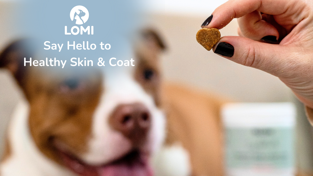 🐶🐱 Kosttillskott för Hund & Katt – För Hud och Päls
