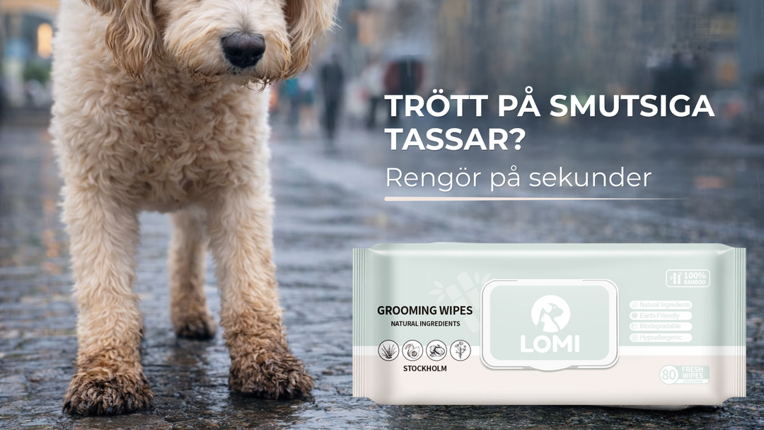 Hur rengör man hundens tassar efter promenad? 🐾
