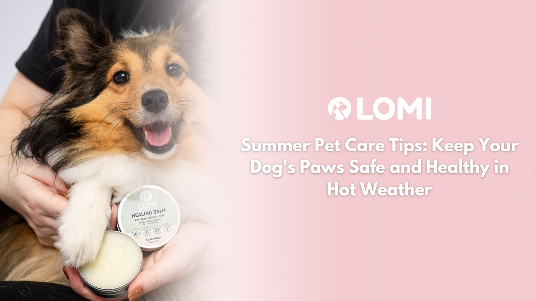 🐾☀️  Sommartips: Skydda din hunds tassar mot värmen och håll dem friska och säkra!