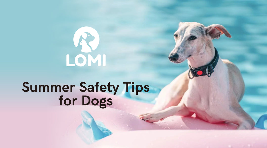 Summer Safety Tips for Dogs