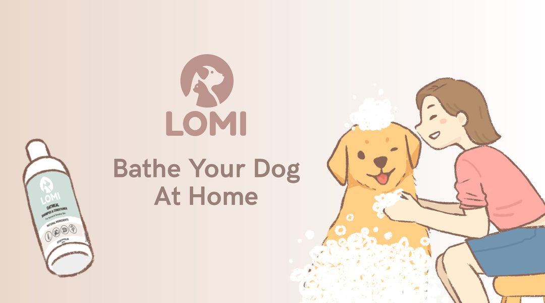 How to bathe your dog at home