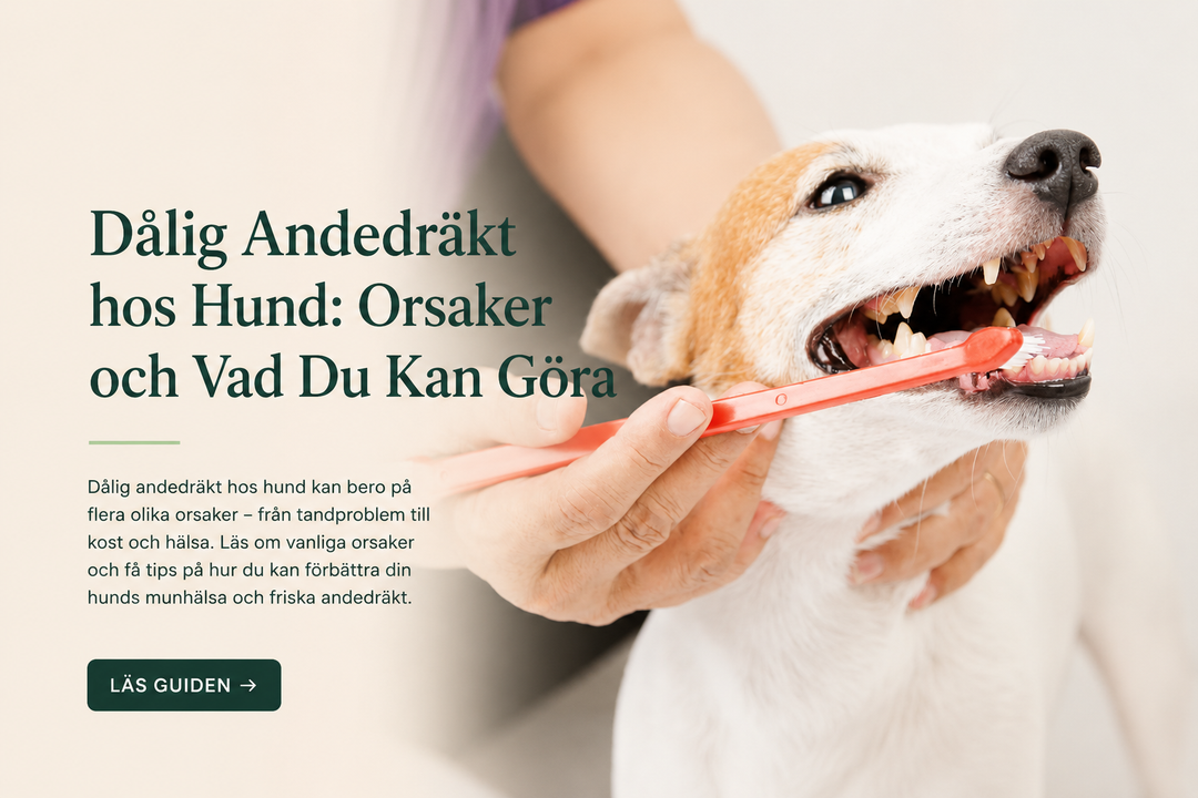 Dålig Andedräkt hos Hund: Orsaker och Vad Du Kan Göra