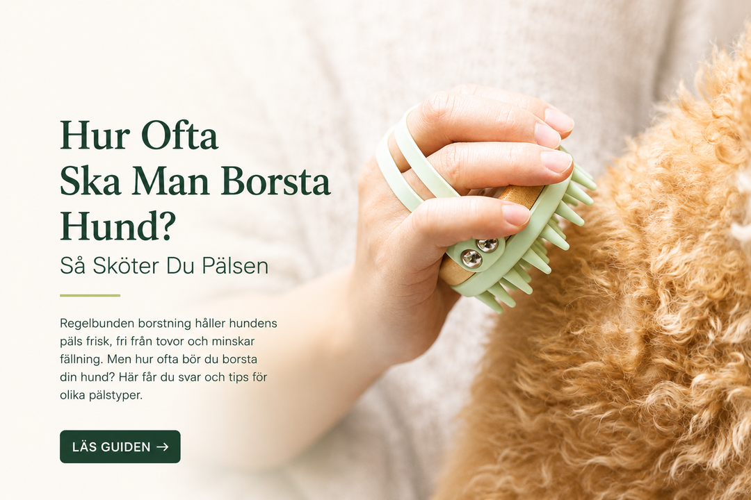 Hur Ofta Ska Man Borsta Hund? Så Sköter Du Pälsen