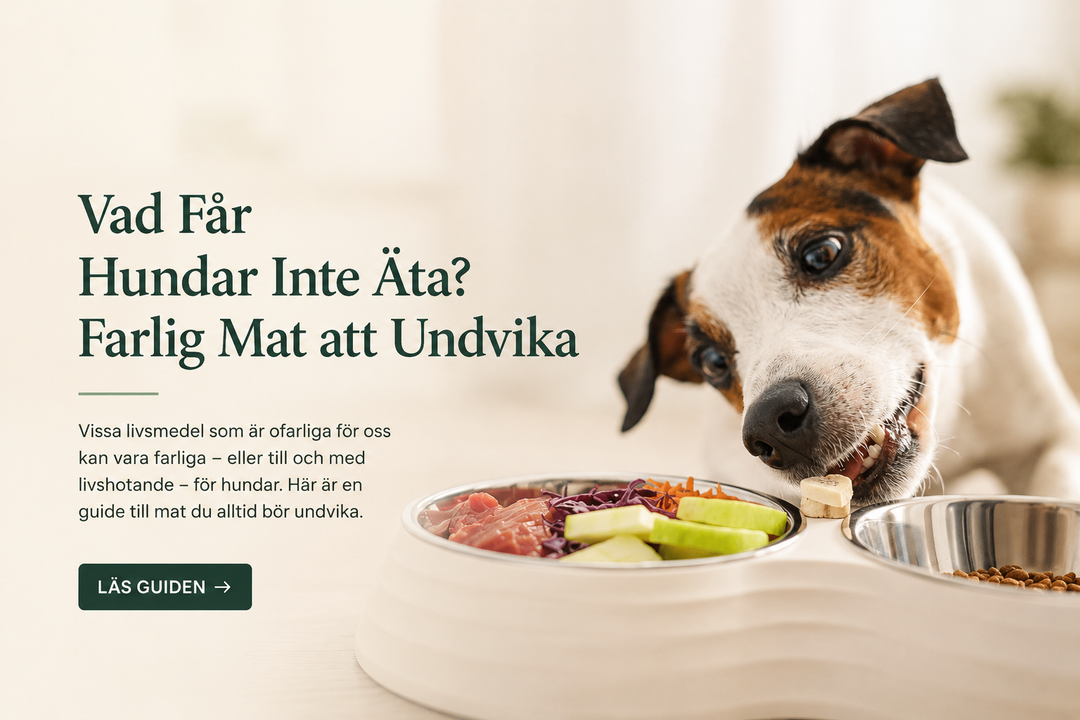 Vad Får Hundar Inte Äta? Farlig Mat att Undvika