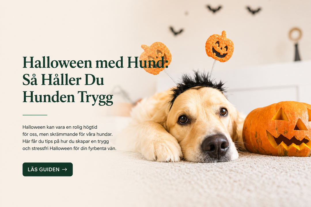 Halloween med Hund: Så Håller Du Hunden Trygg