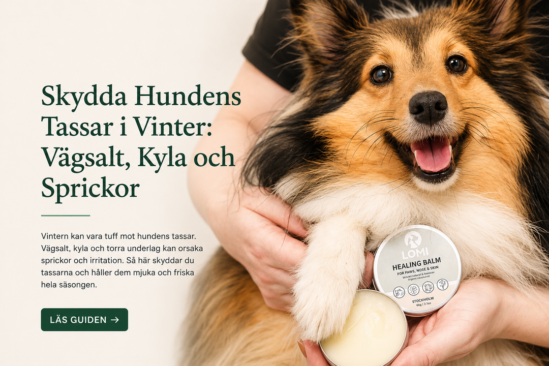Skydda Hundens Tassar i Vinter: Vägsalt, Kyla och Sprickor