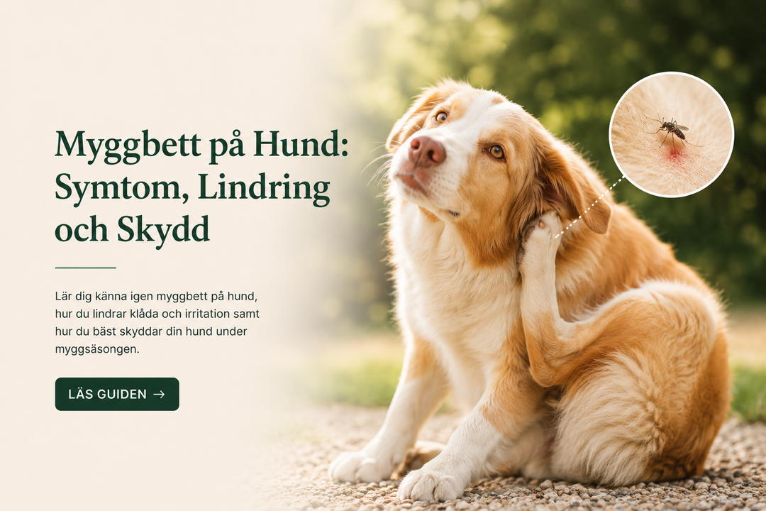 Myggbett på Hund: Symtom, Lindring och Skydd
