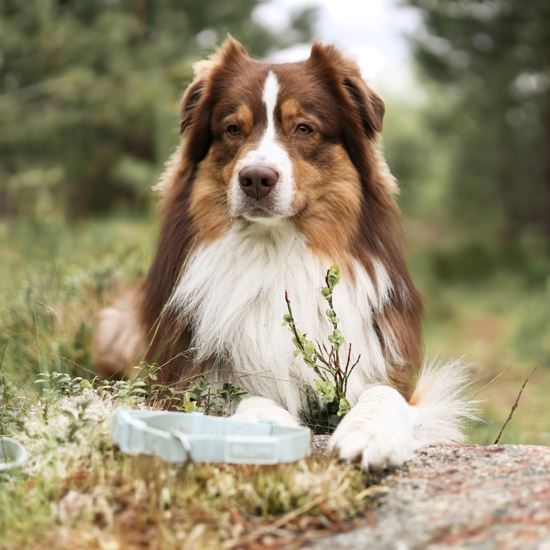 EcoComfort dog collar