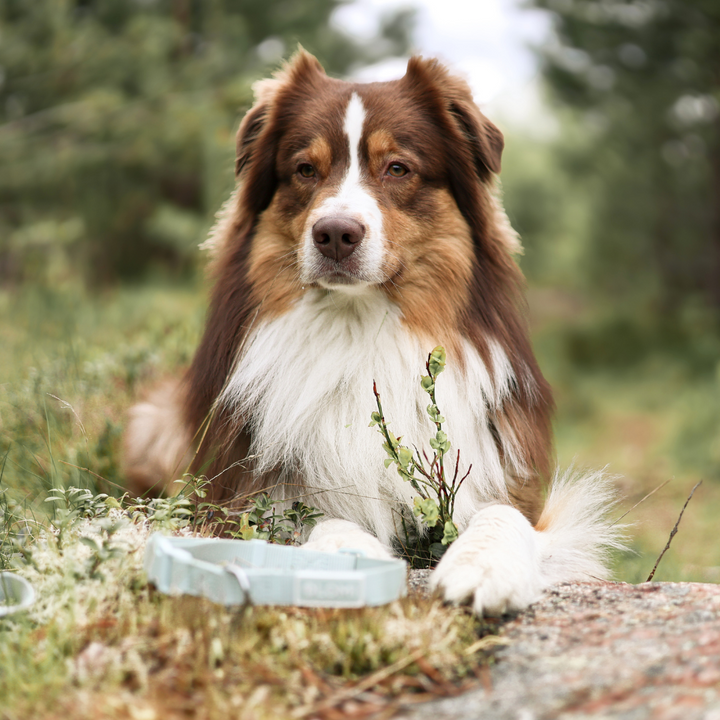 EcoComfort dog collar