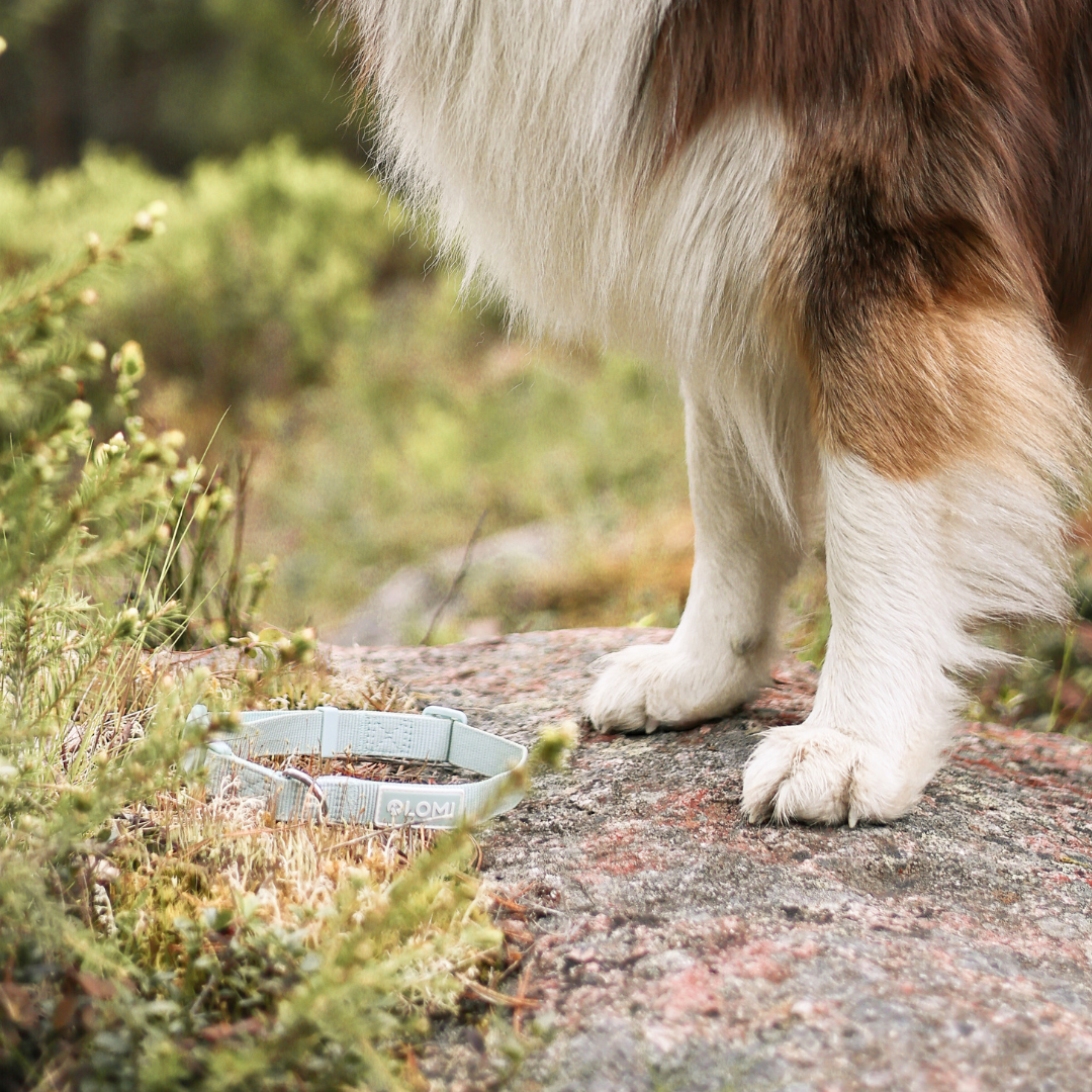 EcoComfort dog collar