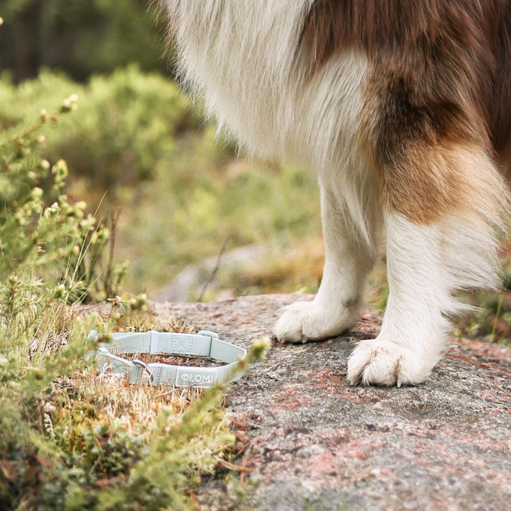 EcoComfort dog collar